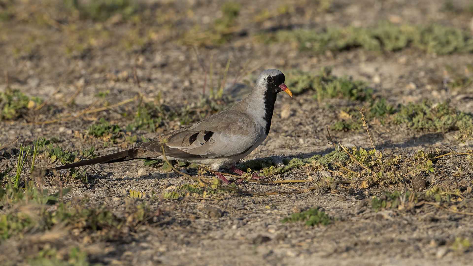 Namaqua Dove